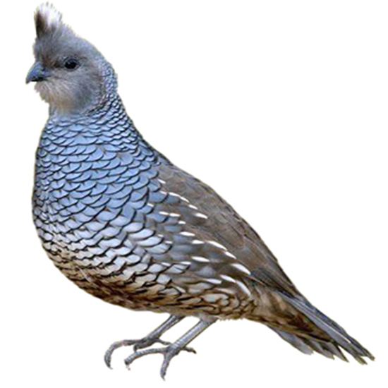Blue Quail